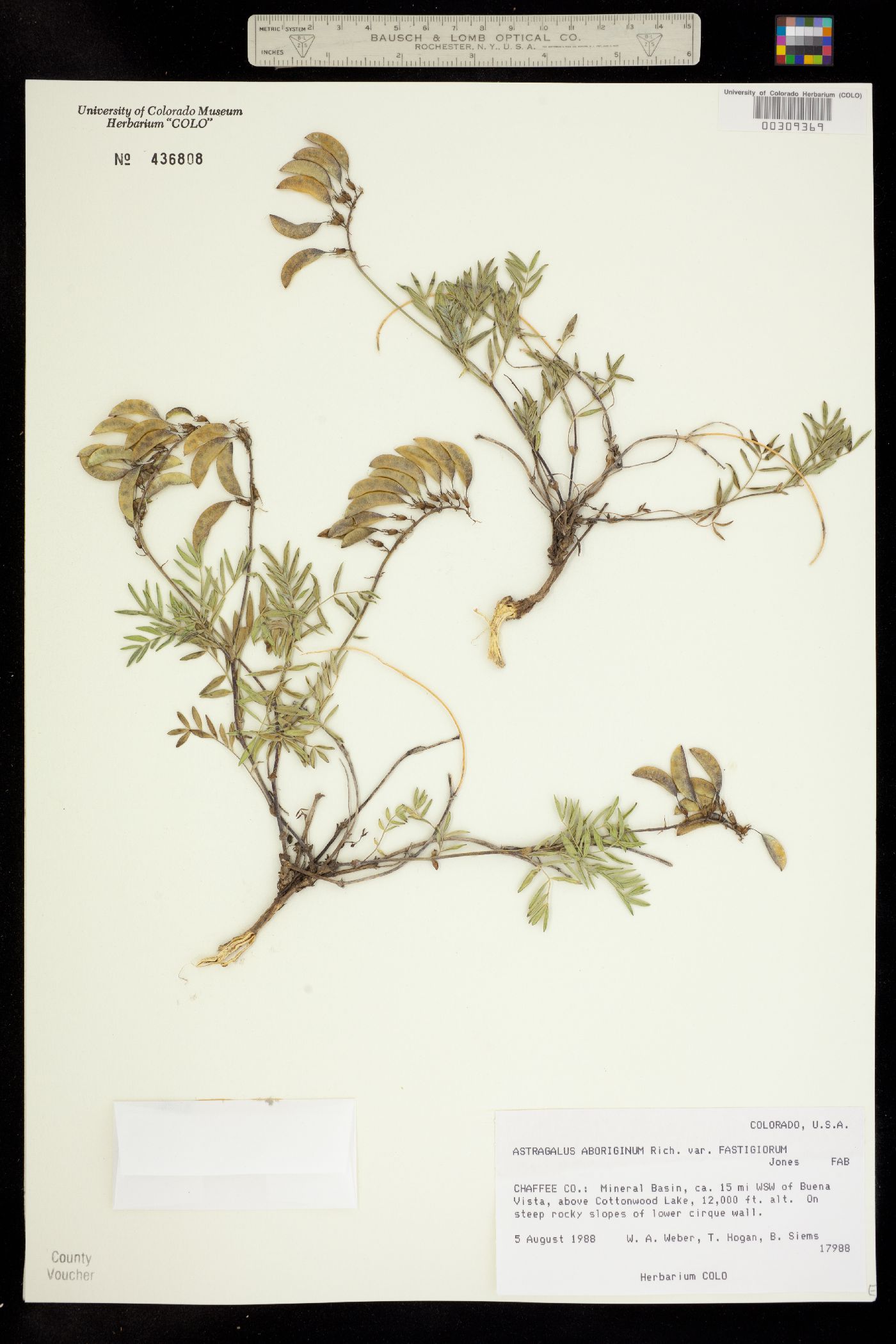 Astragalus aboriginum var. fastigiorum image