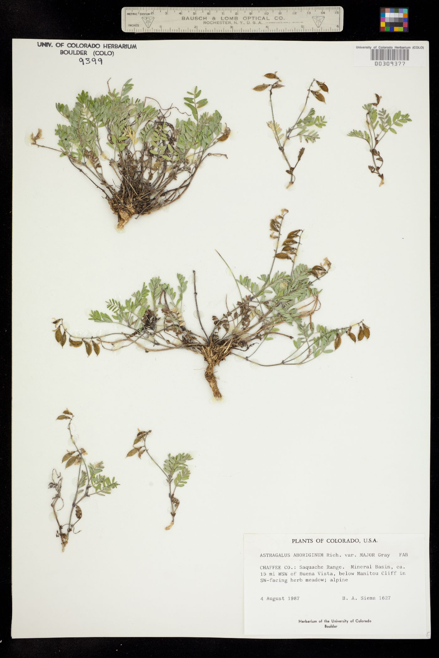 Astragalus aboriginum image