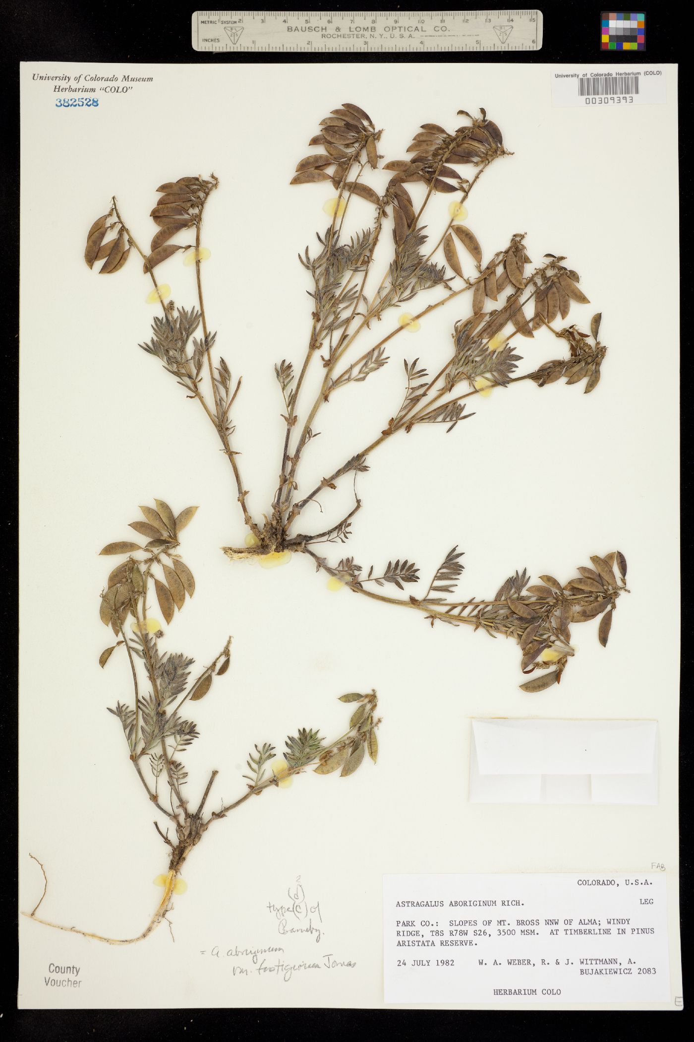 Astragalus aboriginum image