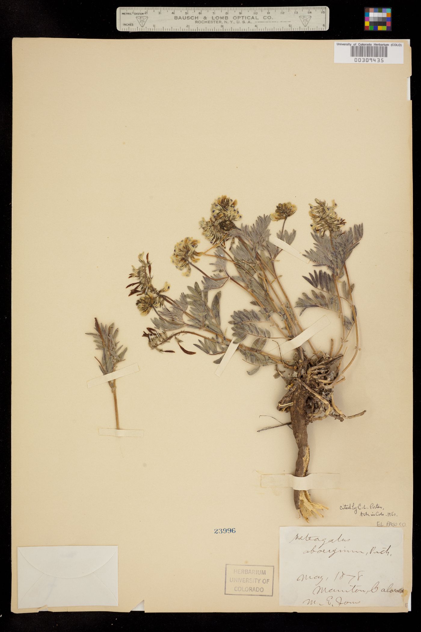 Astragalus aboriginum image