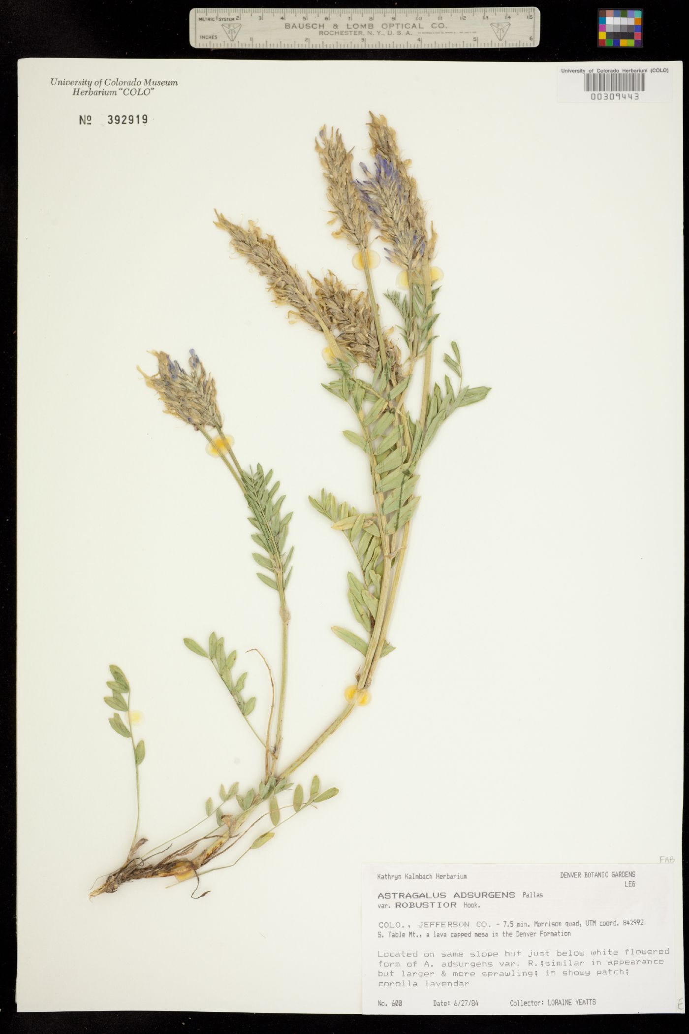 Astragalus laxmannii var. robustior image