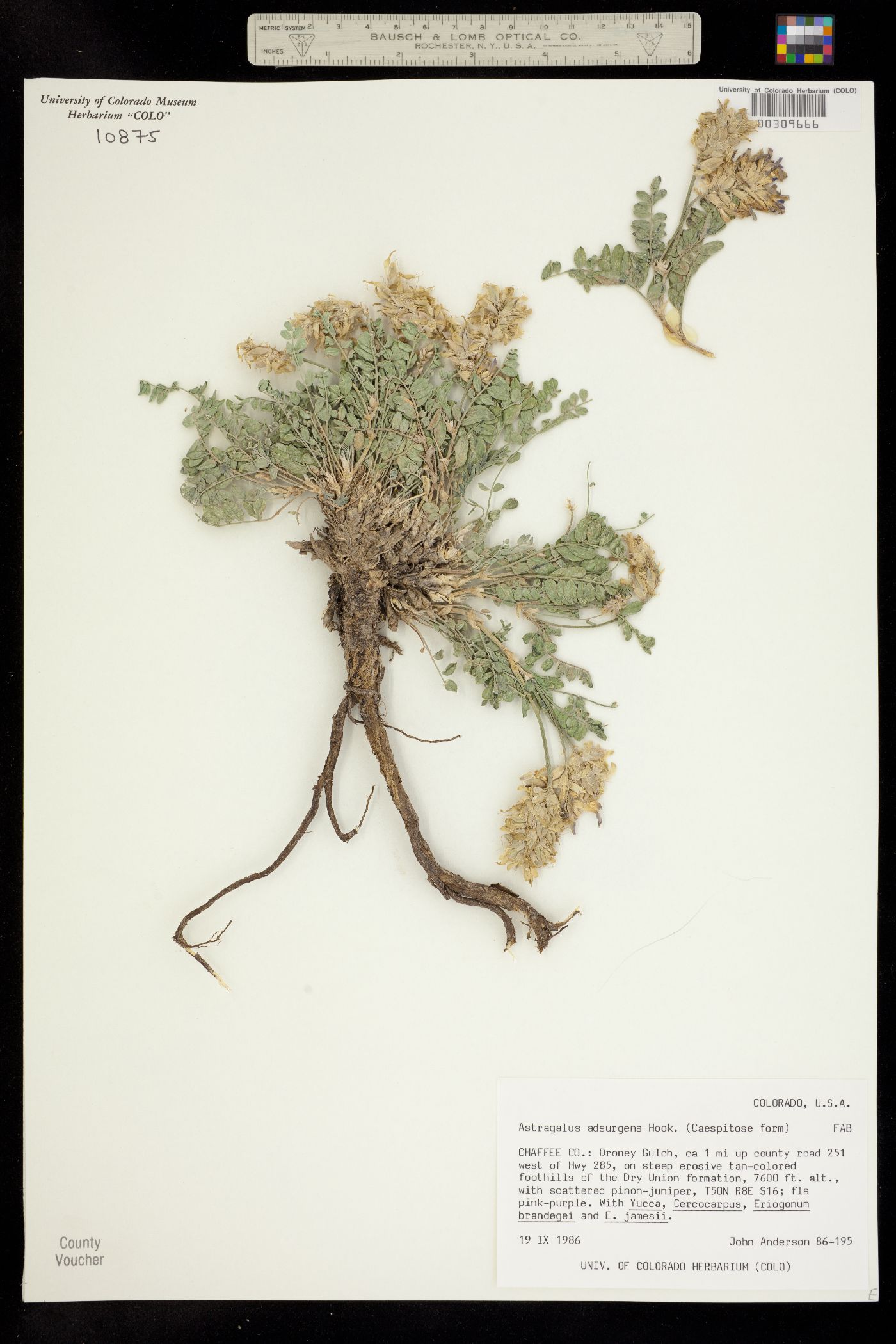 Astragalus image