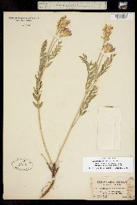 Astragalus adsurgens image