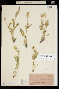Astragalus adsurgens image