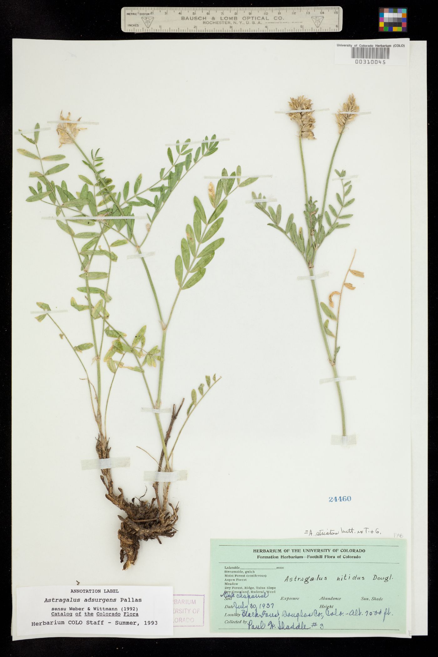 Astragalus adsurgens image