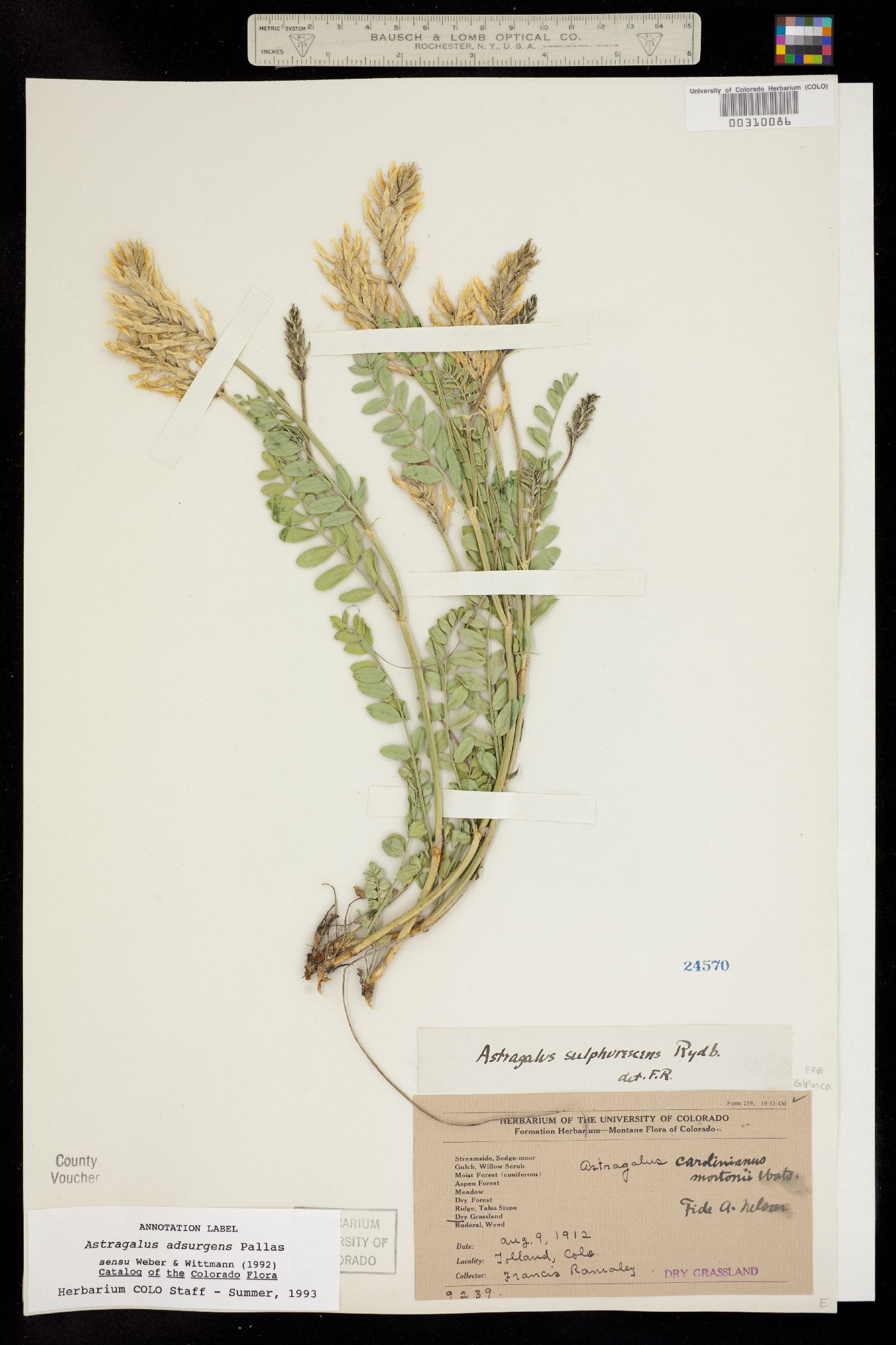 Astragalus adsurgens image