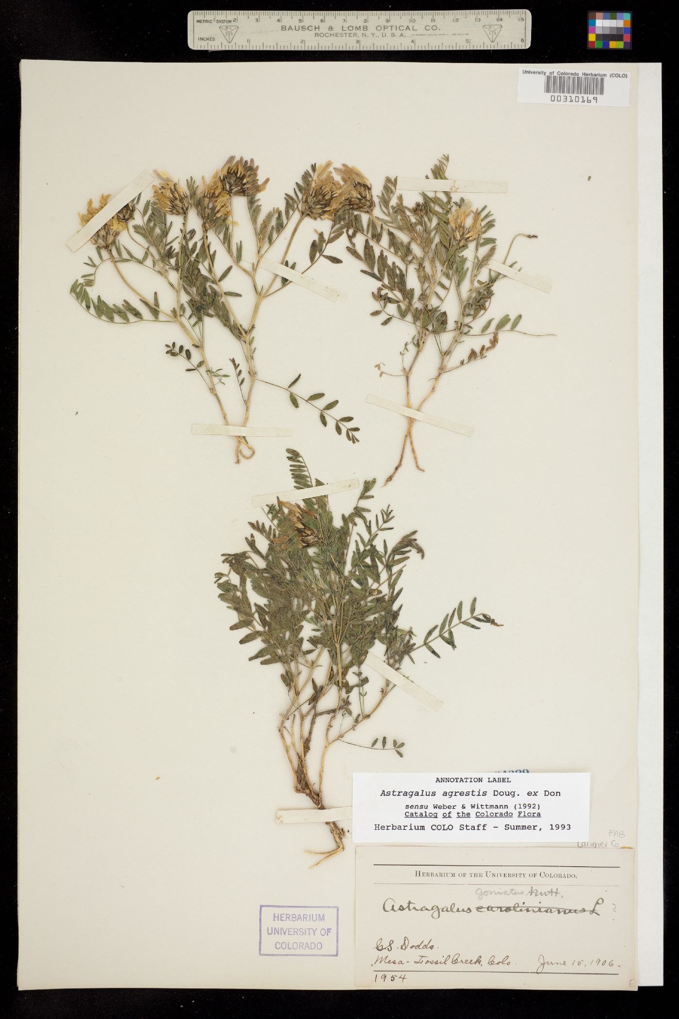 Astragalus agrestis image
