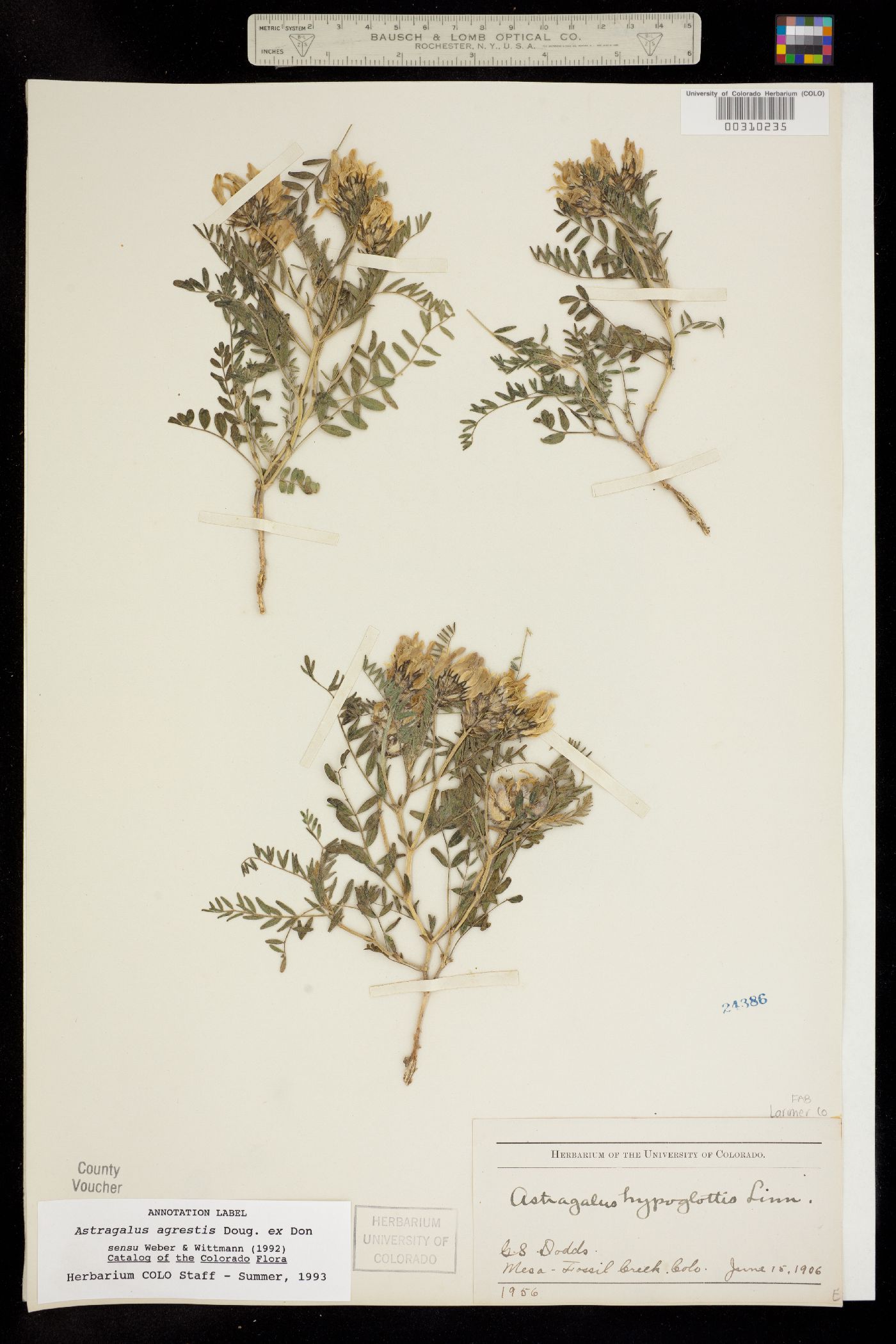Astragalus agrestis image