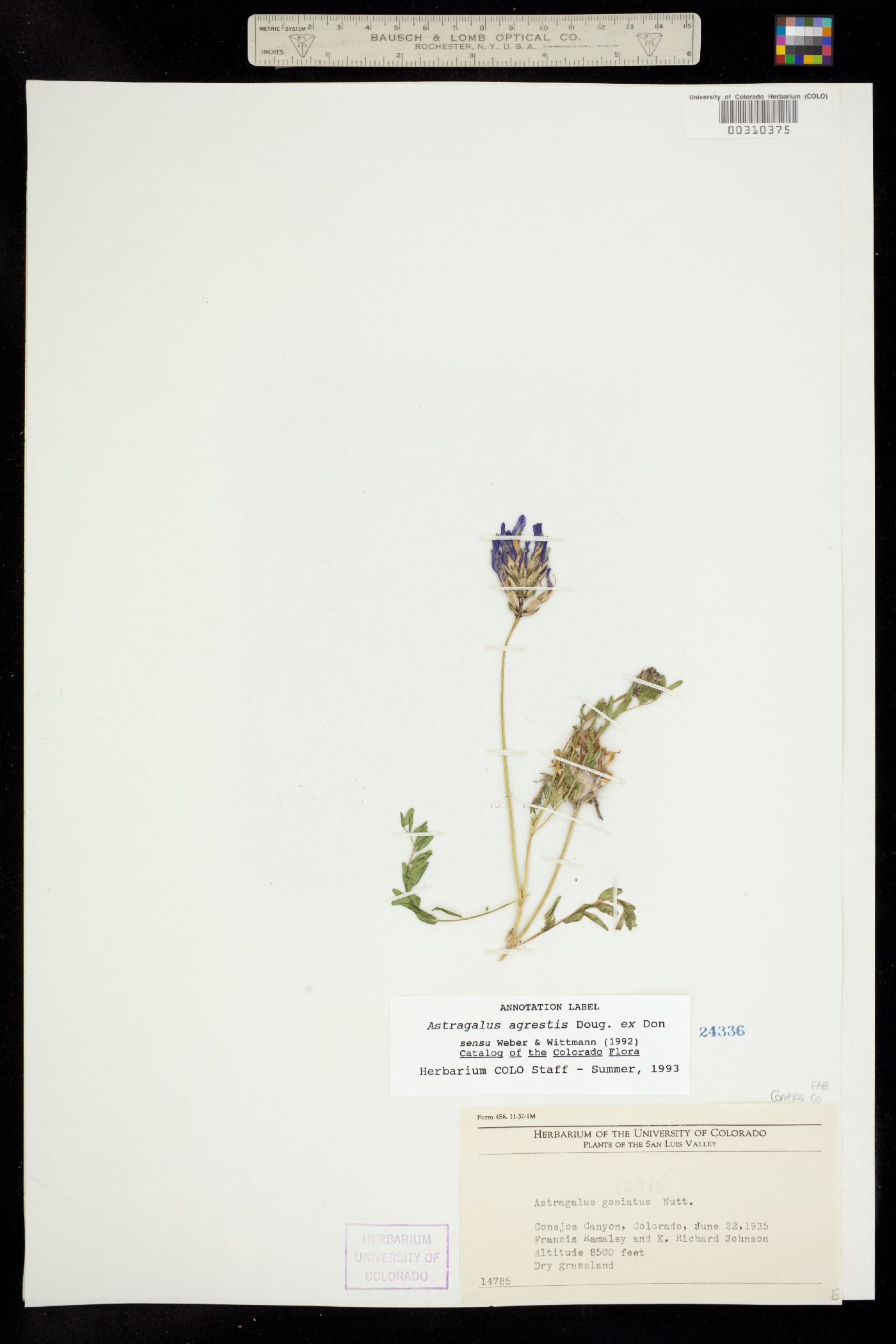 Astragalus agrestis image