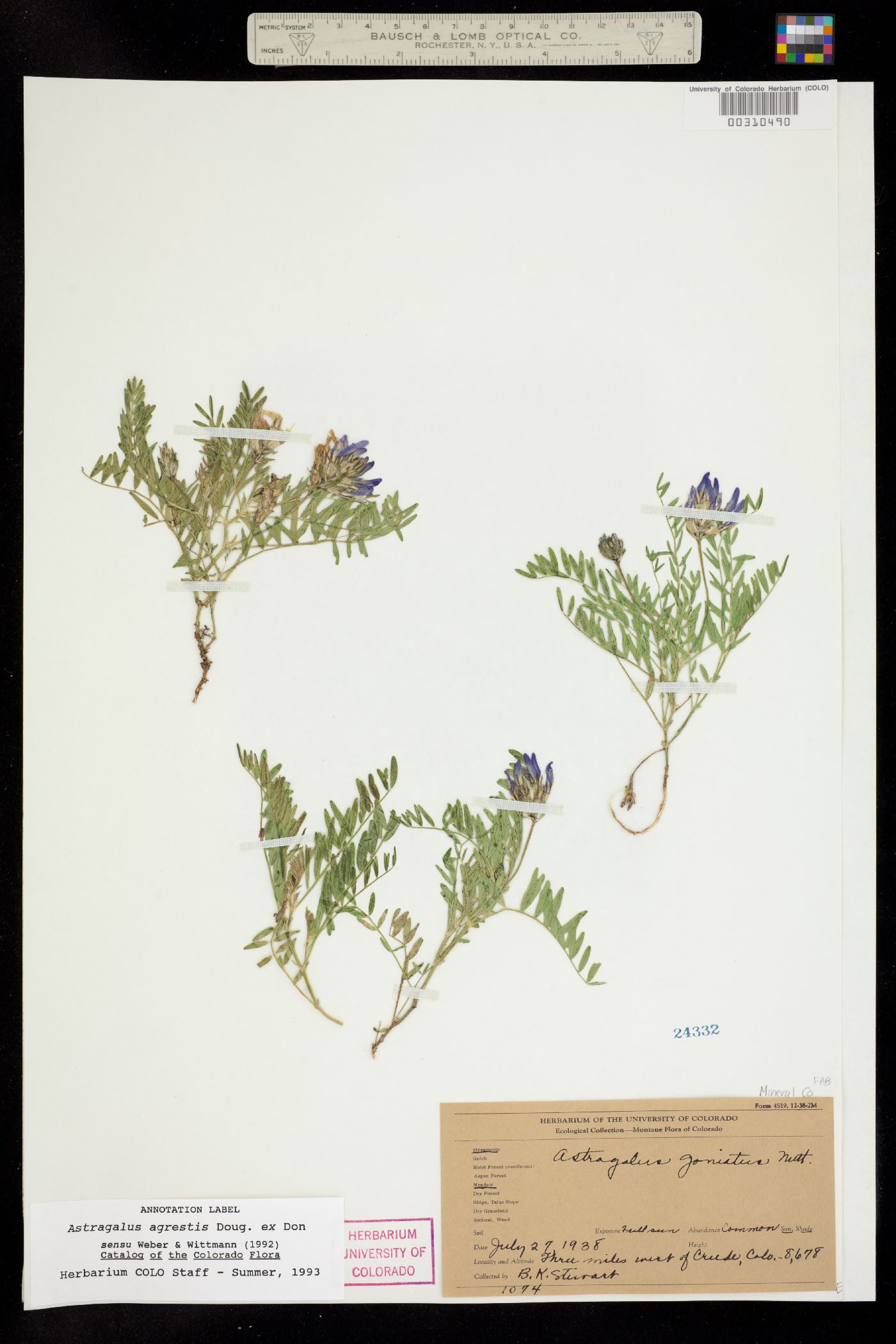 Astragalus agrestis image