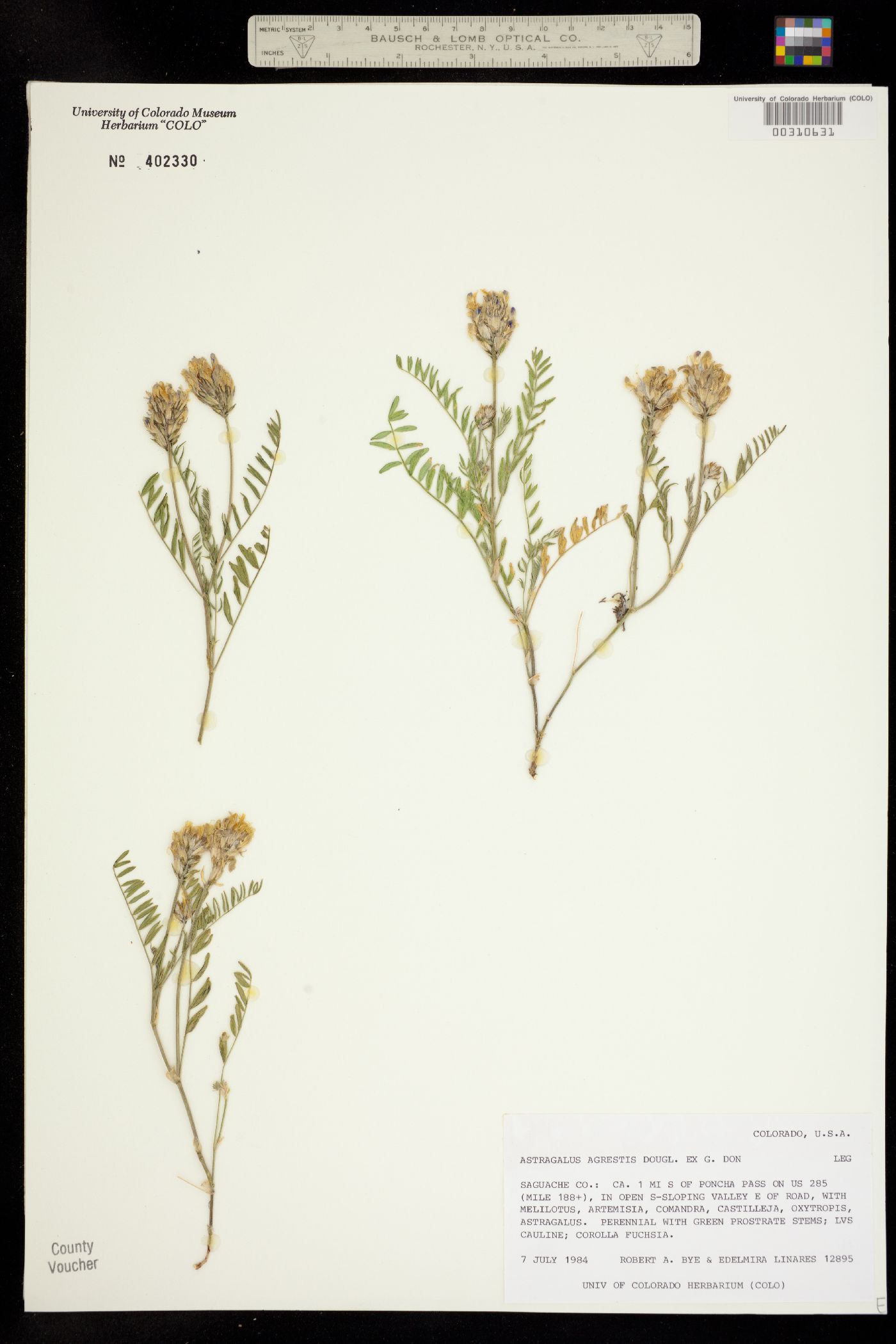 Astragalus agrestis image