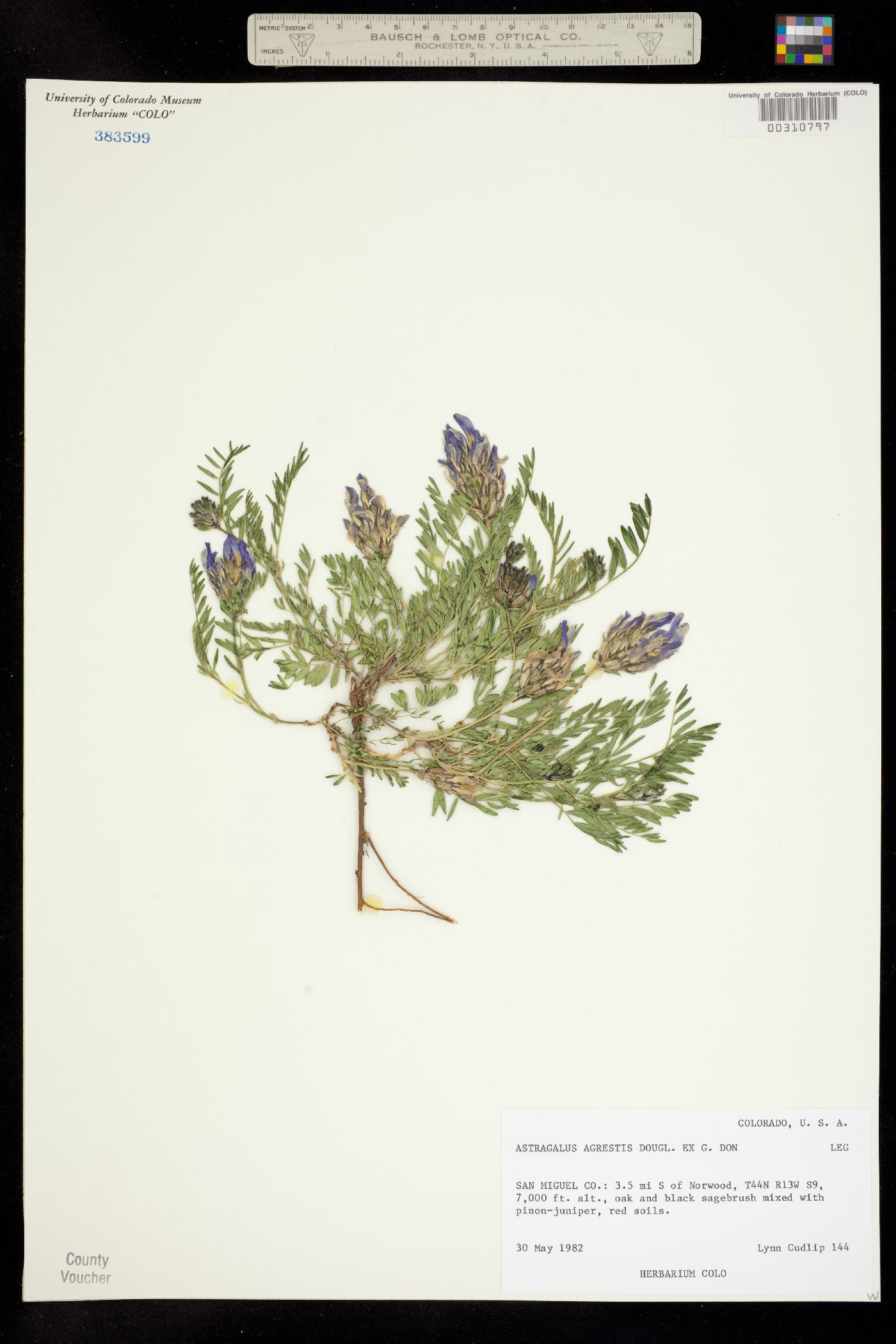 Astragalus image