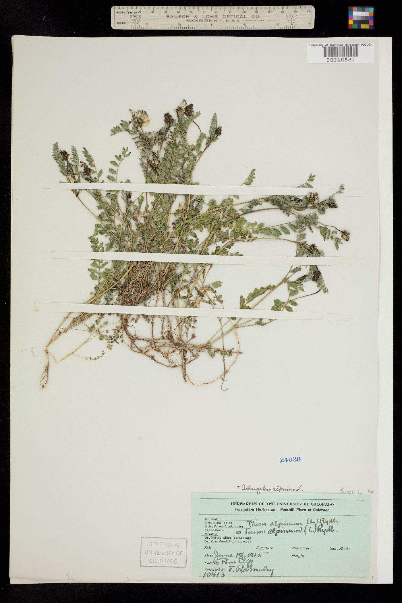 Astragalus alpinus image