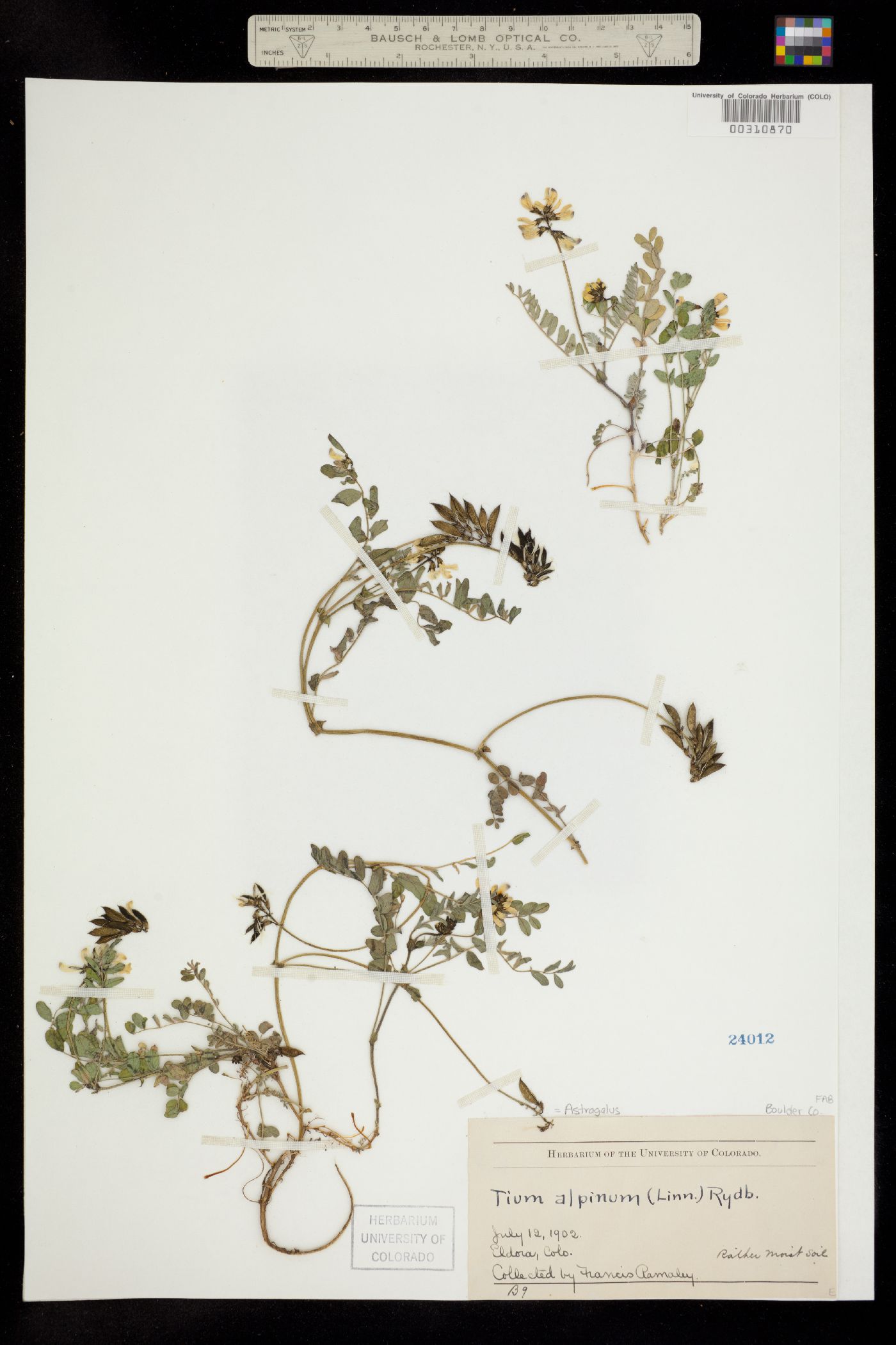 Astragalus alpinus image