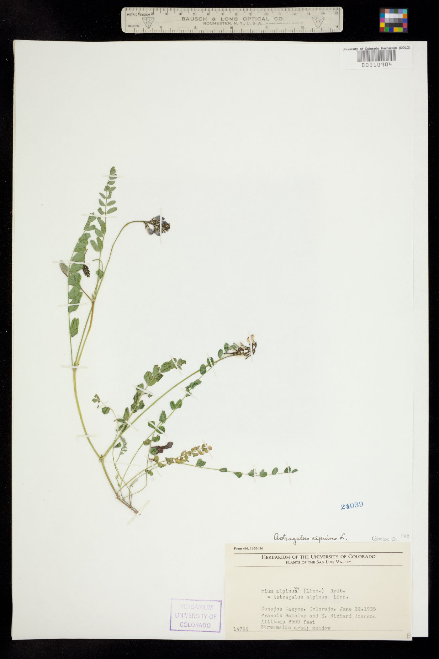 Astragalus image