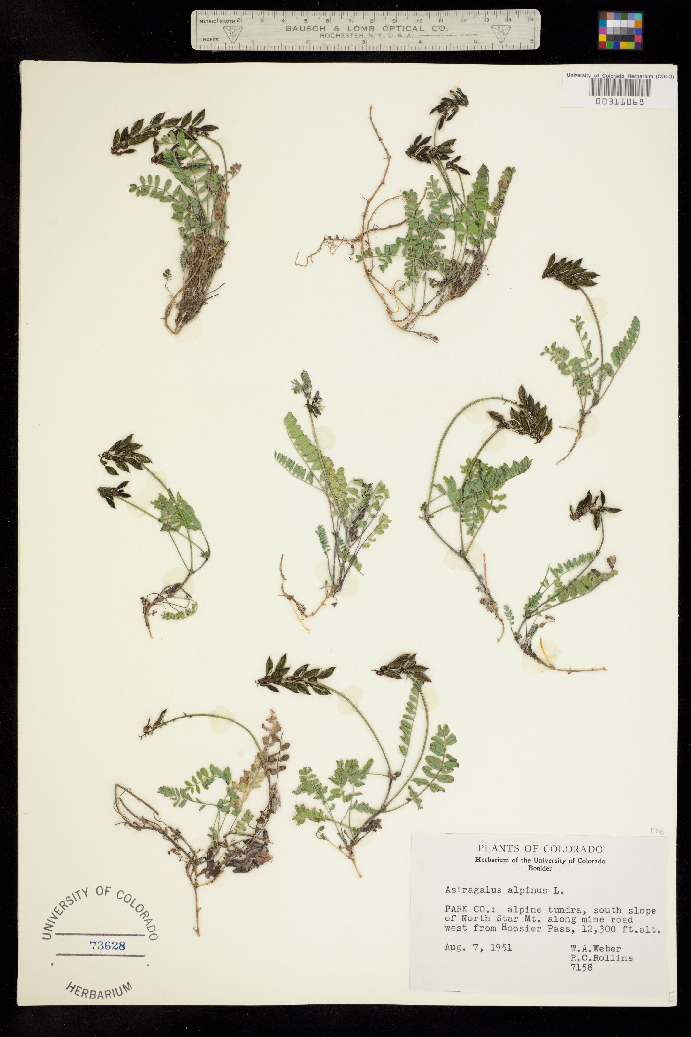 Astragalus alpinus image