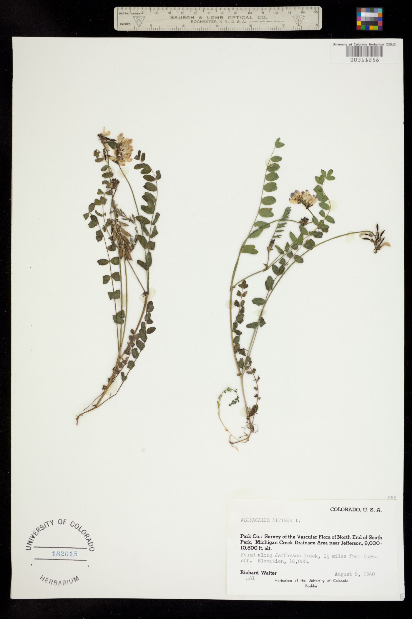Astragalus alpinus image