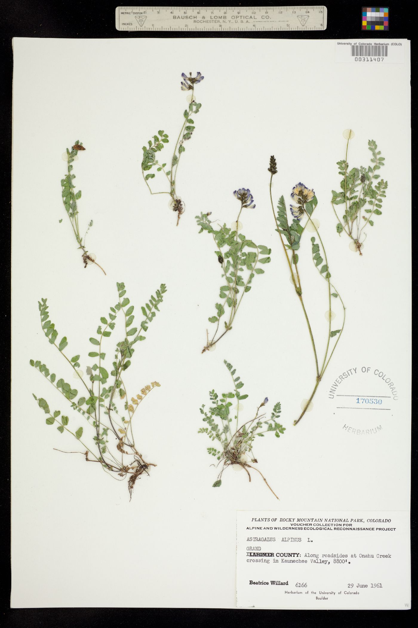 Astragalus alpinus image