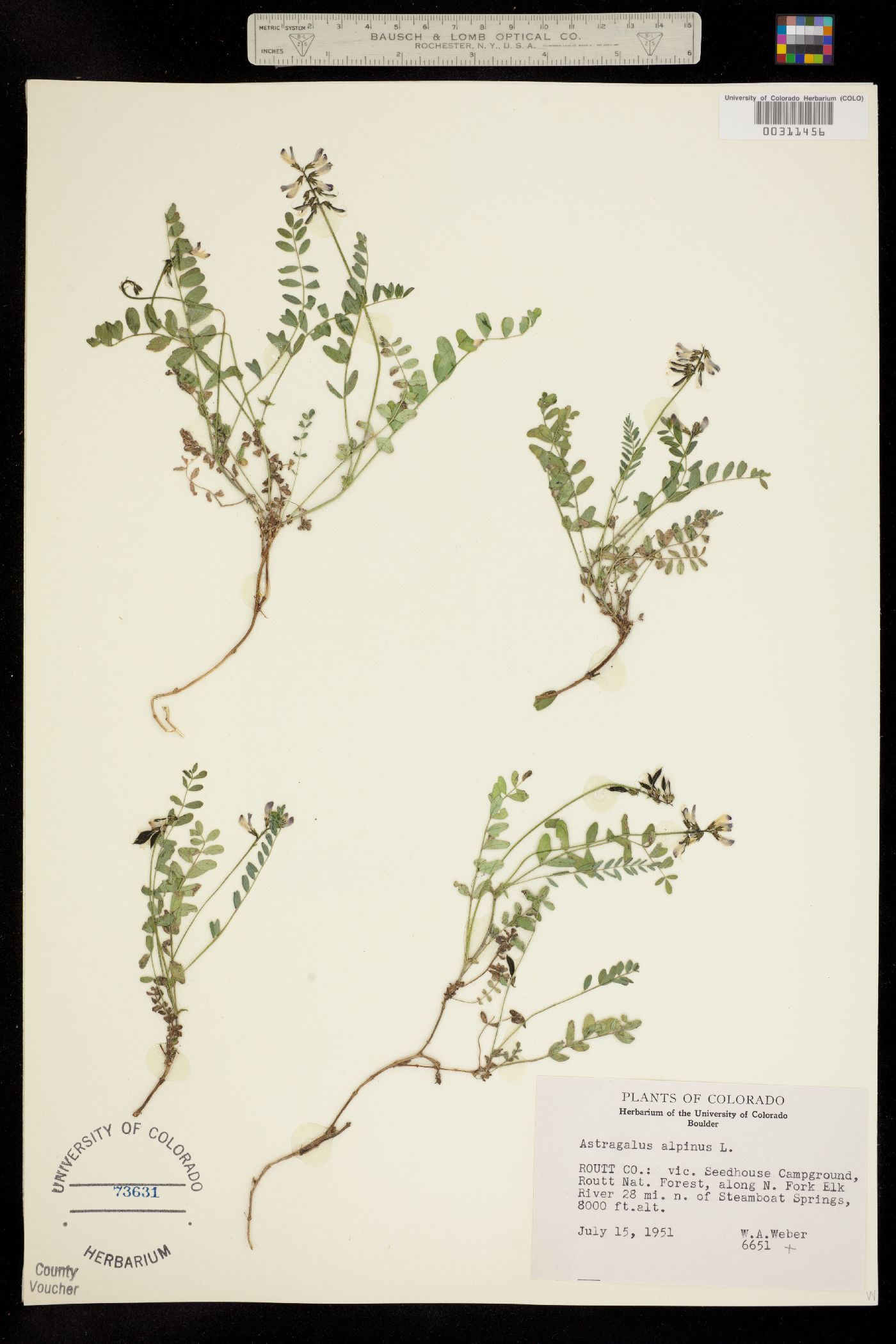 Astragalus image