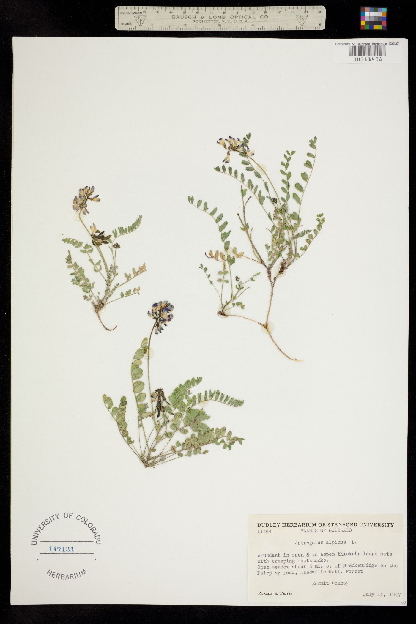 Astragalus alpinus image