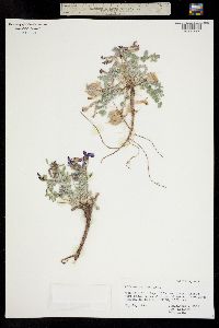 Astragalus amphioxys image