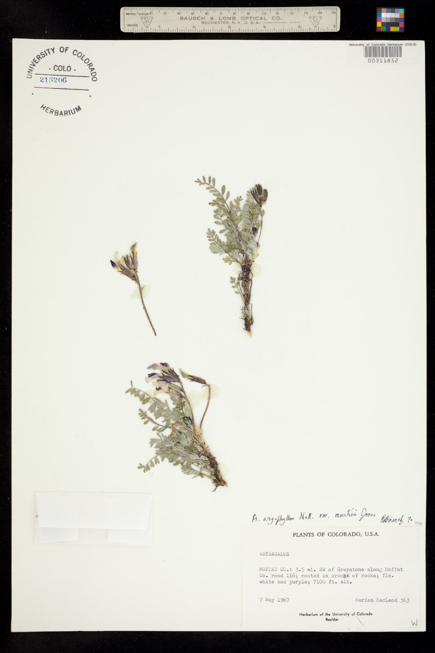 Astragalus argophyllus var. martinii image