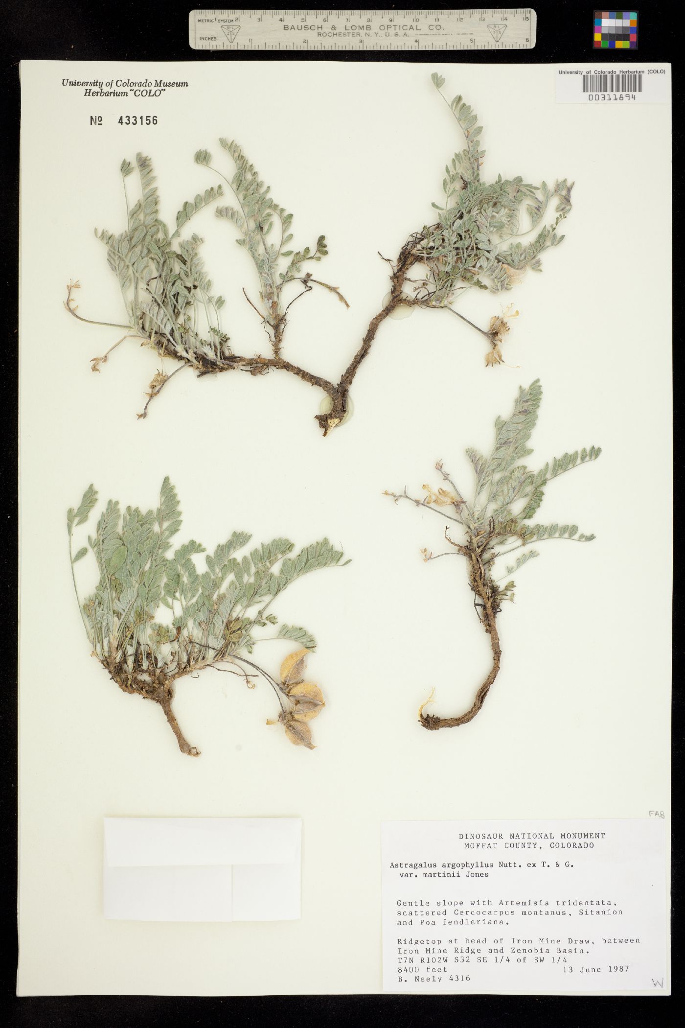 Astragalus argophyllus image