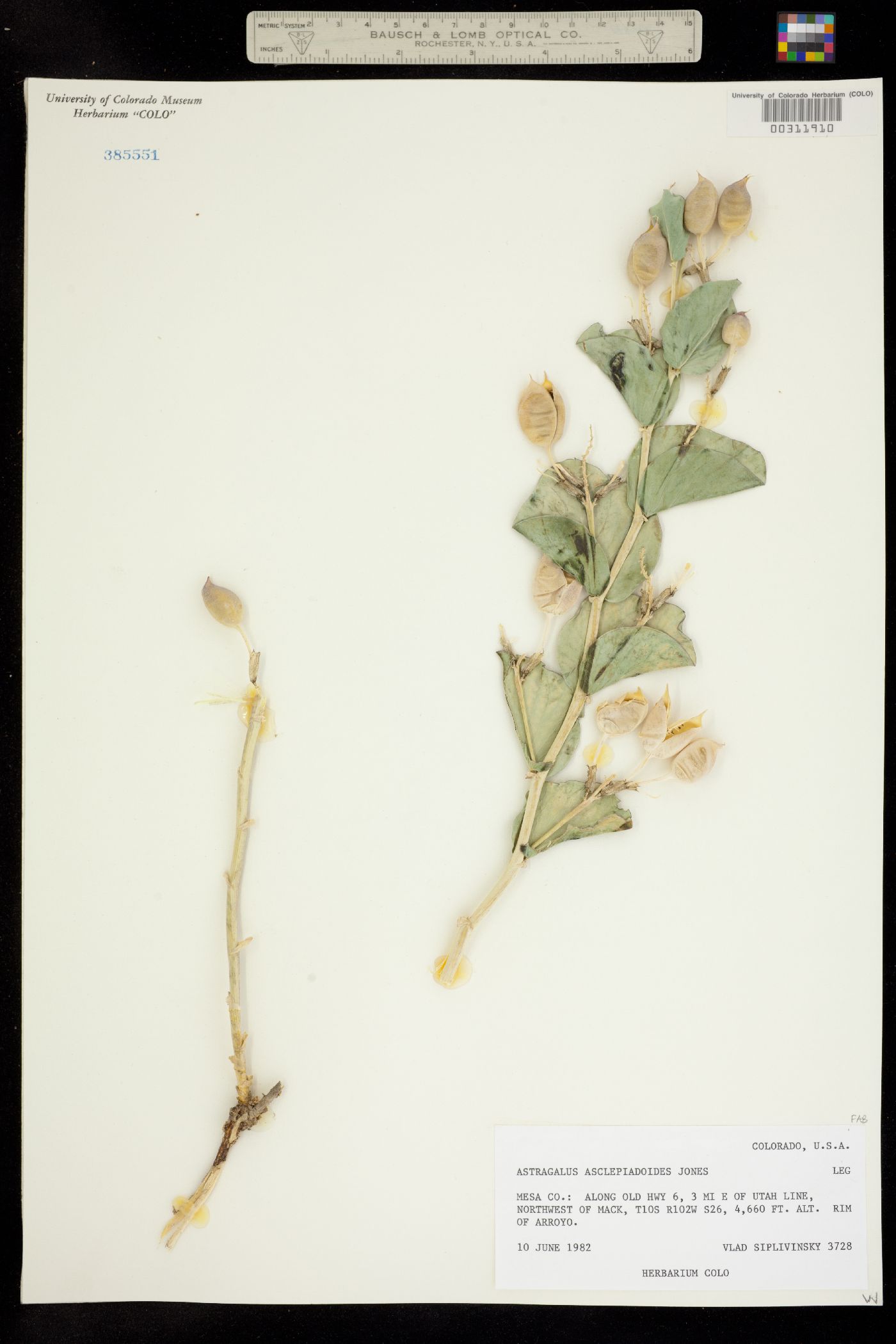 Astragalus asclepiadoides image