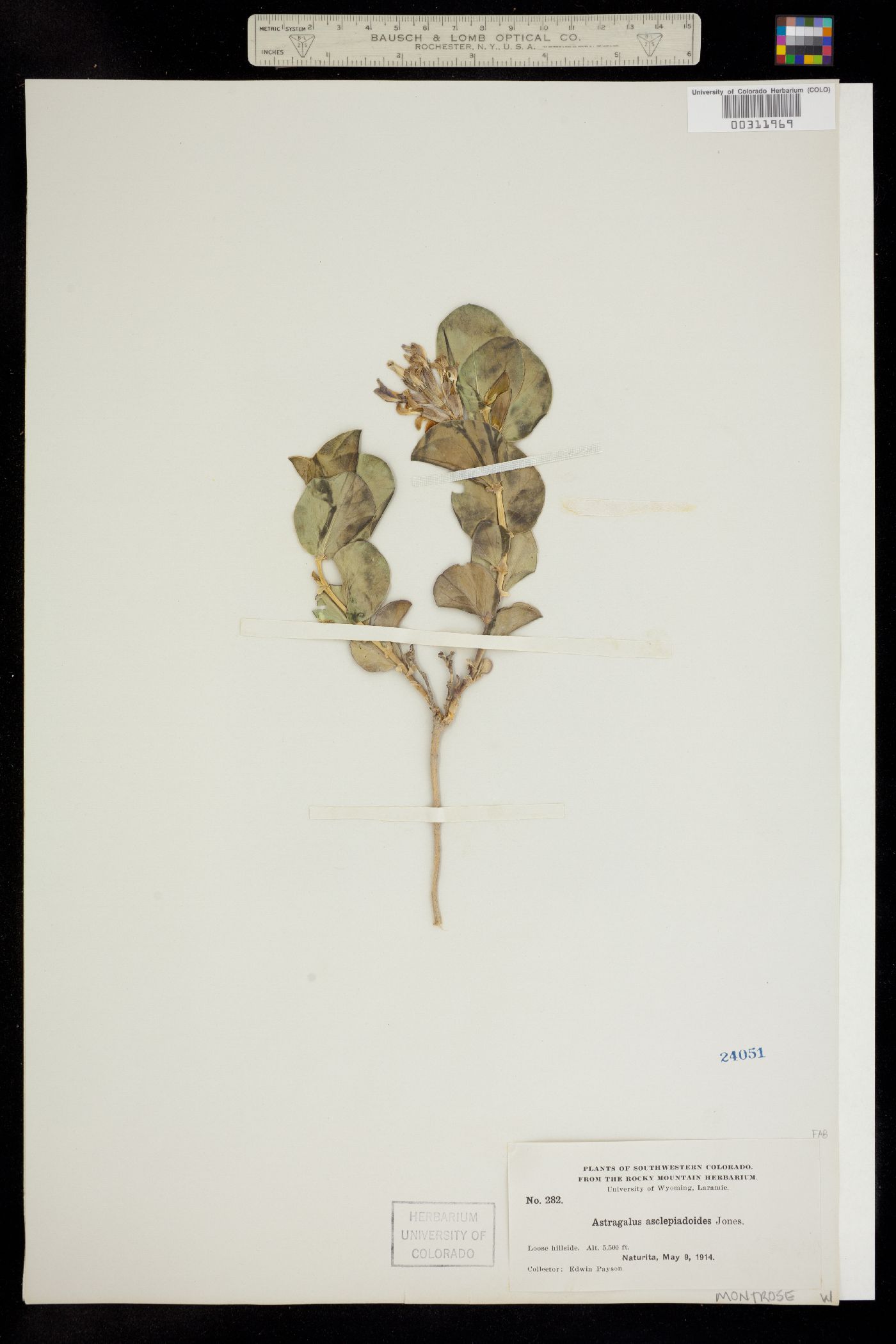 Astragalus asclepiadoides image