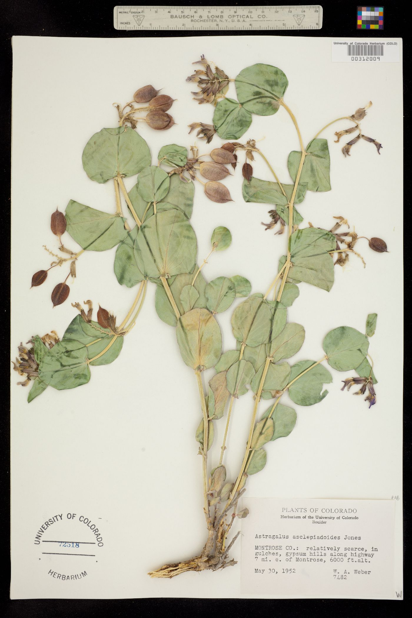 Astragalus asclepiadoides image