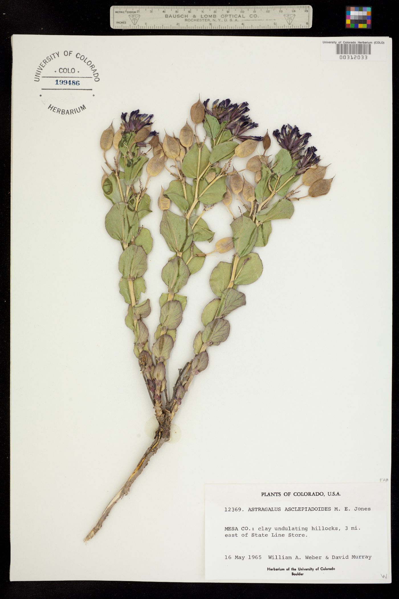 Astragalus asclepiadoides image