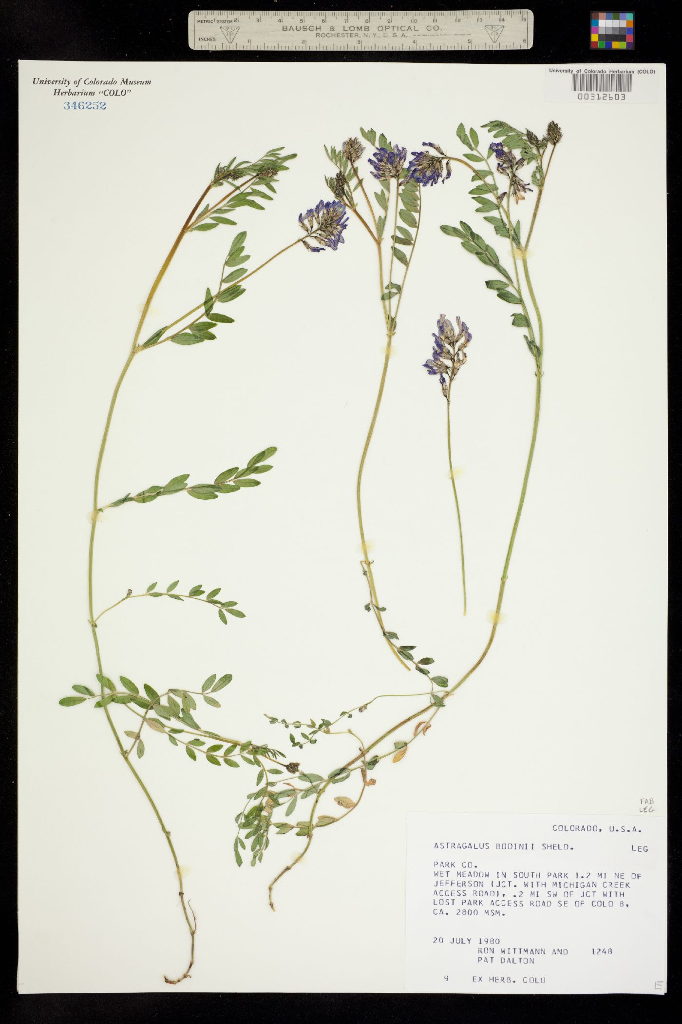 Astragalus bodinii image