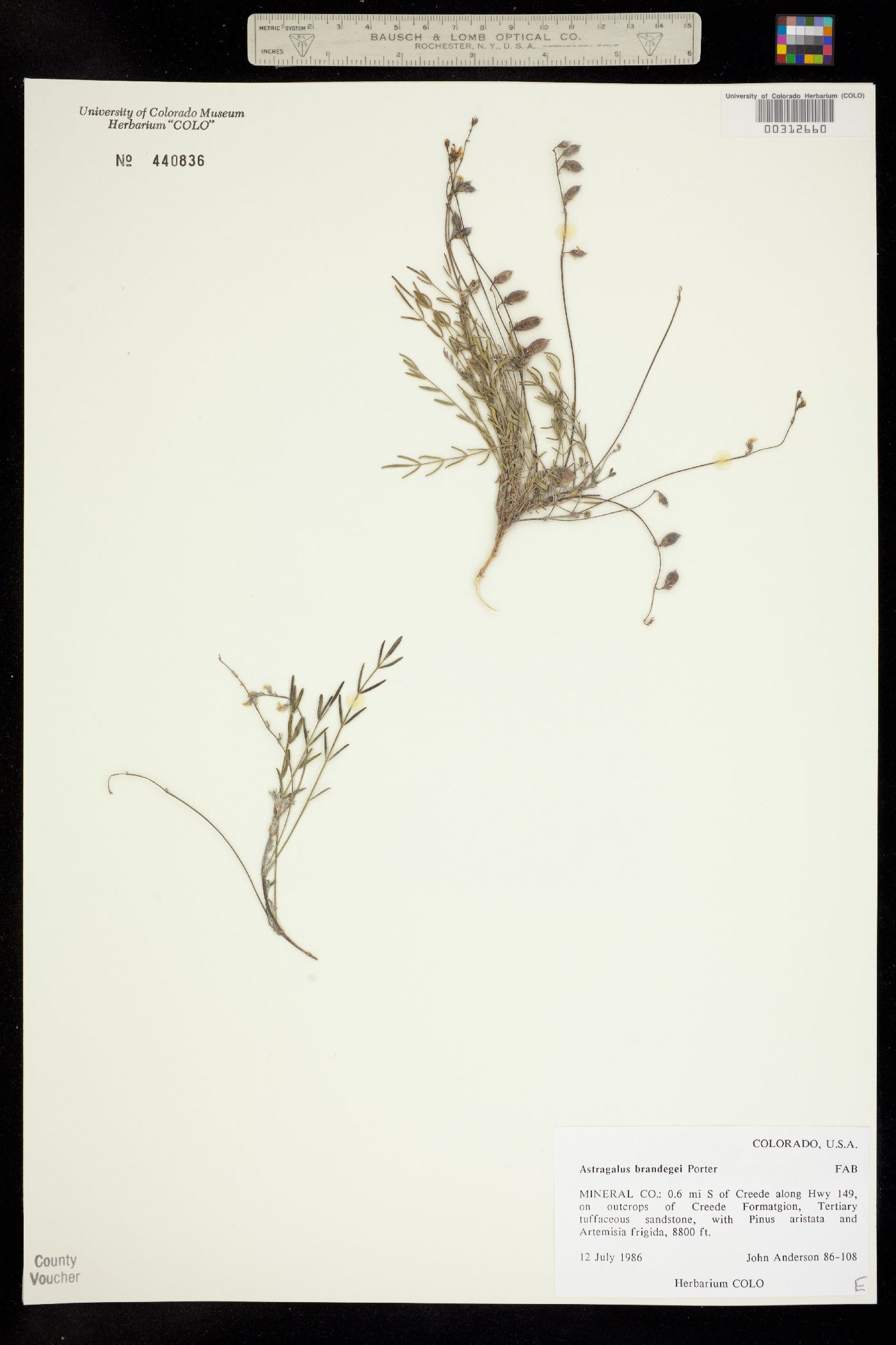 Astragalus brandegeei image