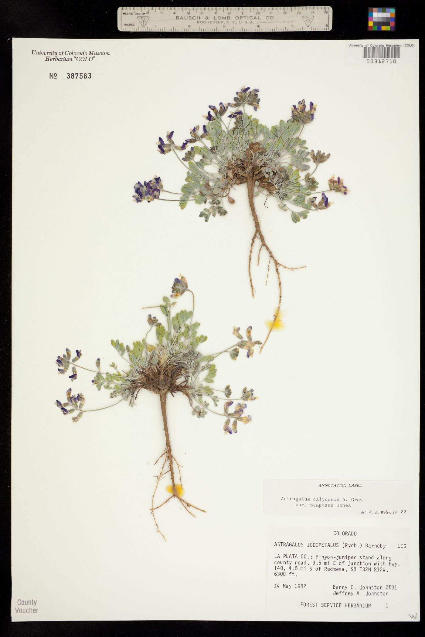 Astragalus calycosus image