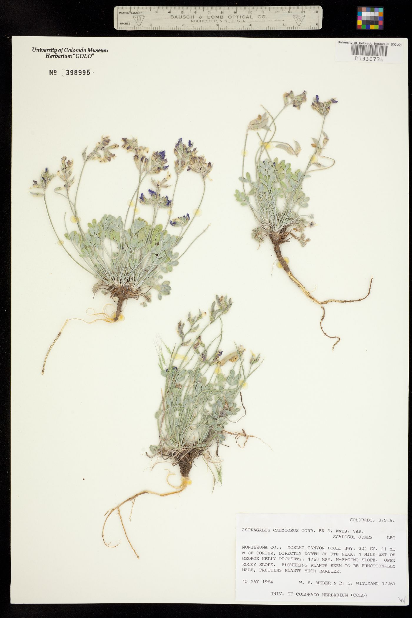 Astragalus calycosus var. scaposus image