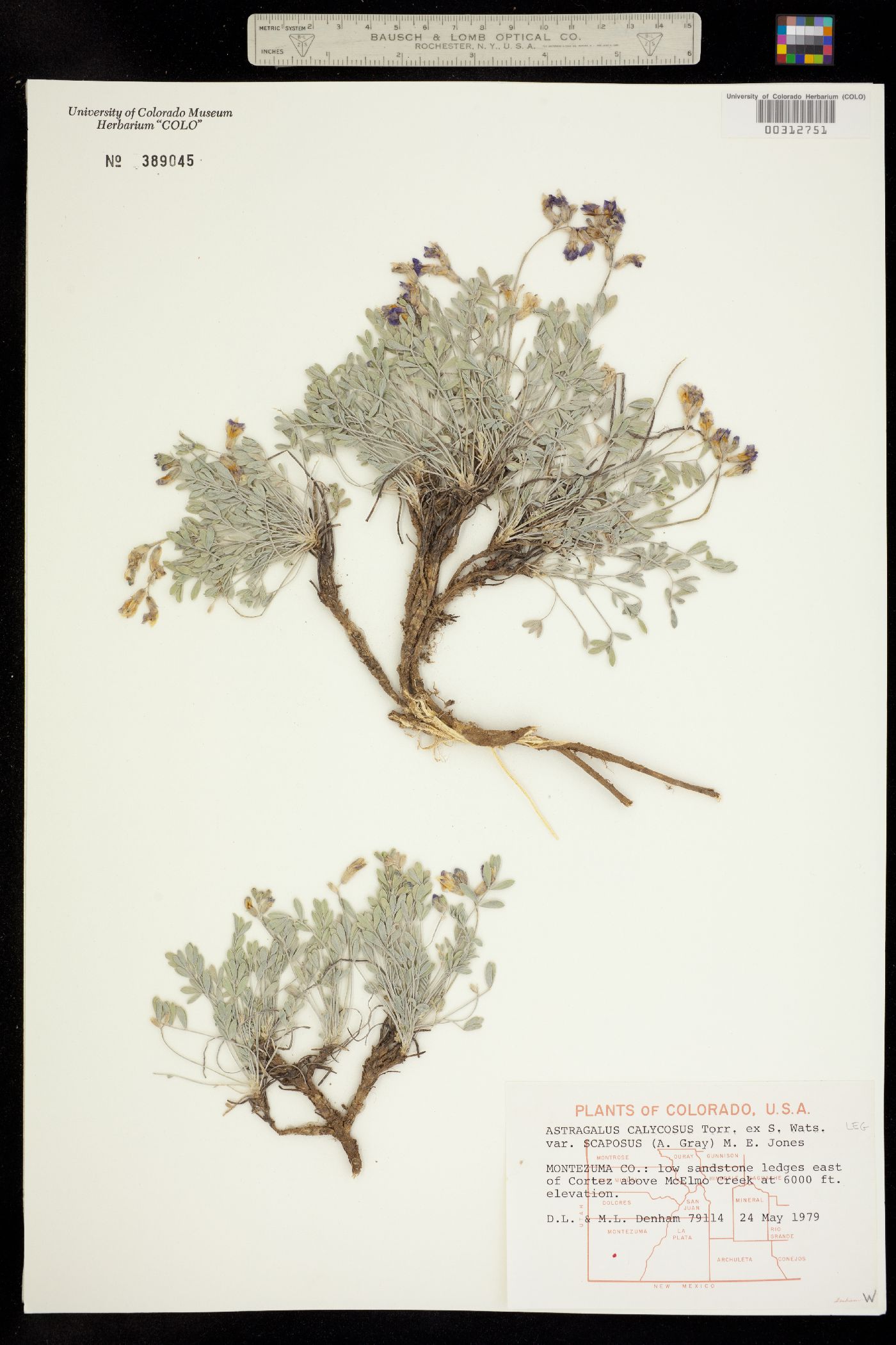 Astragalus calycosus var. scaposus image