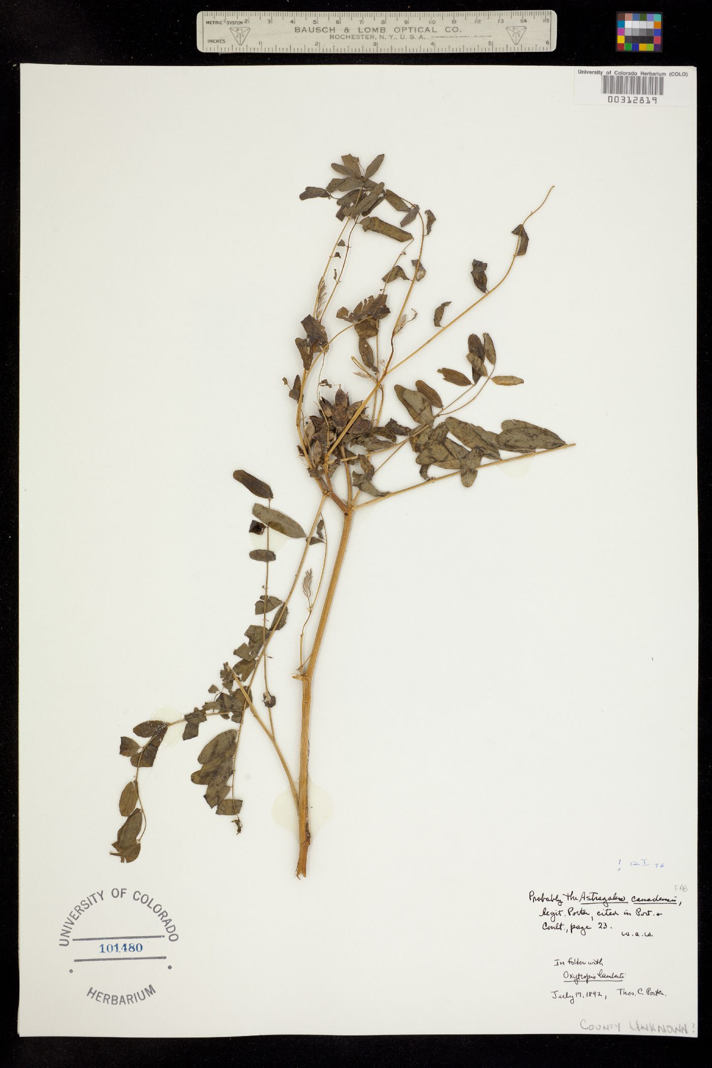 Astragalus canadensis var. canadensis image