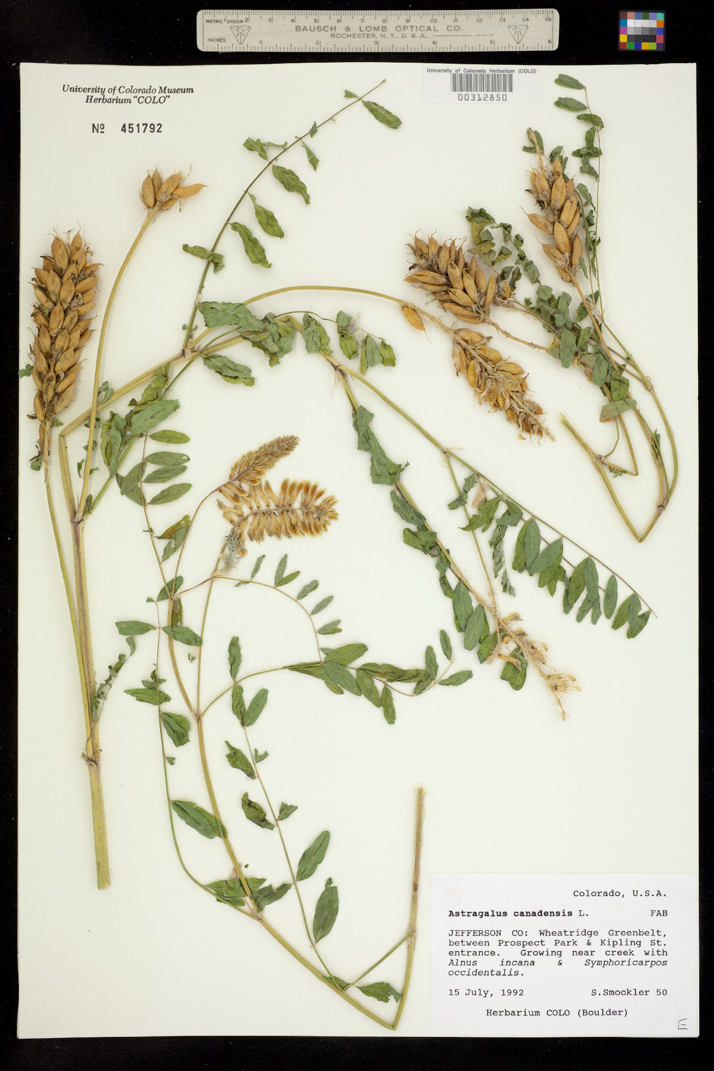 Astragalus canadensis var. canadensis image