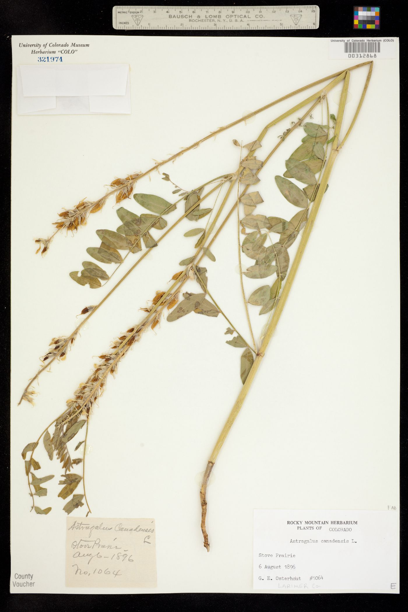 Astragalus canadensis var. canadensis image