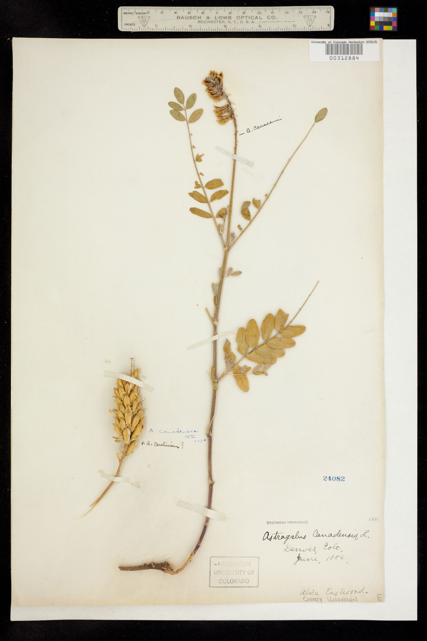 Astragalus canadensis var. canadensis image