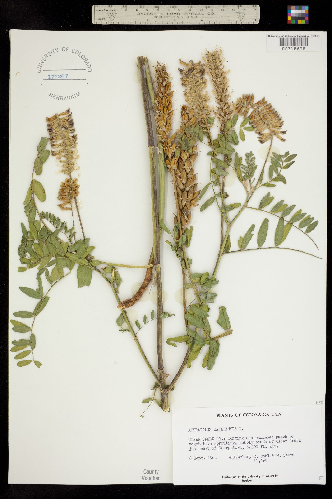 Astragalus canadensis image