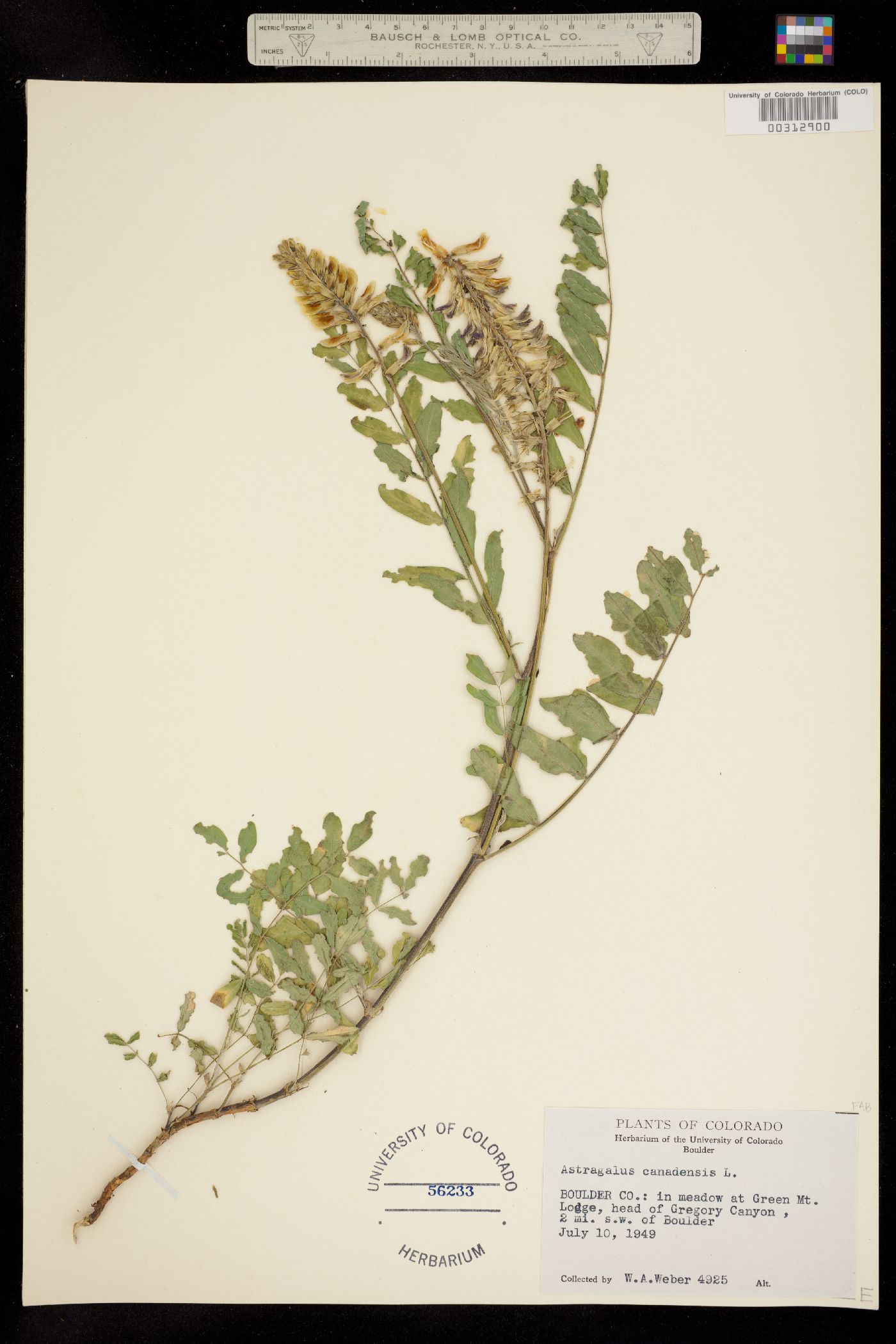 Astragalus canadensis image