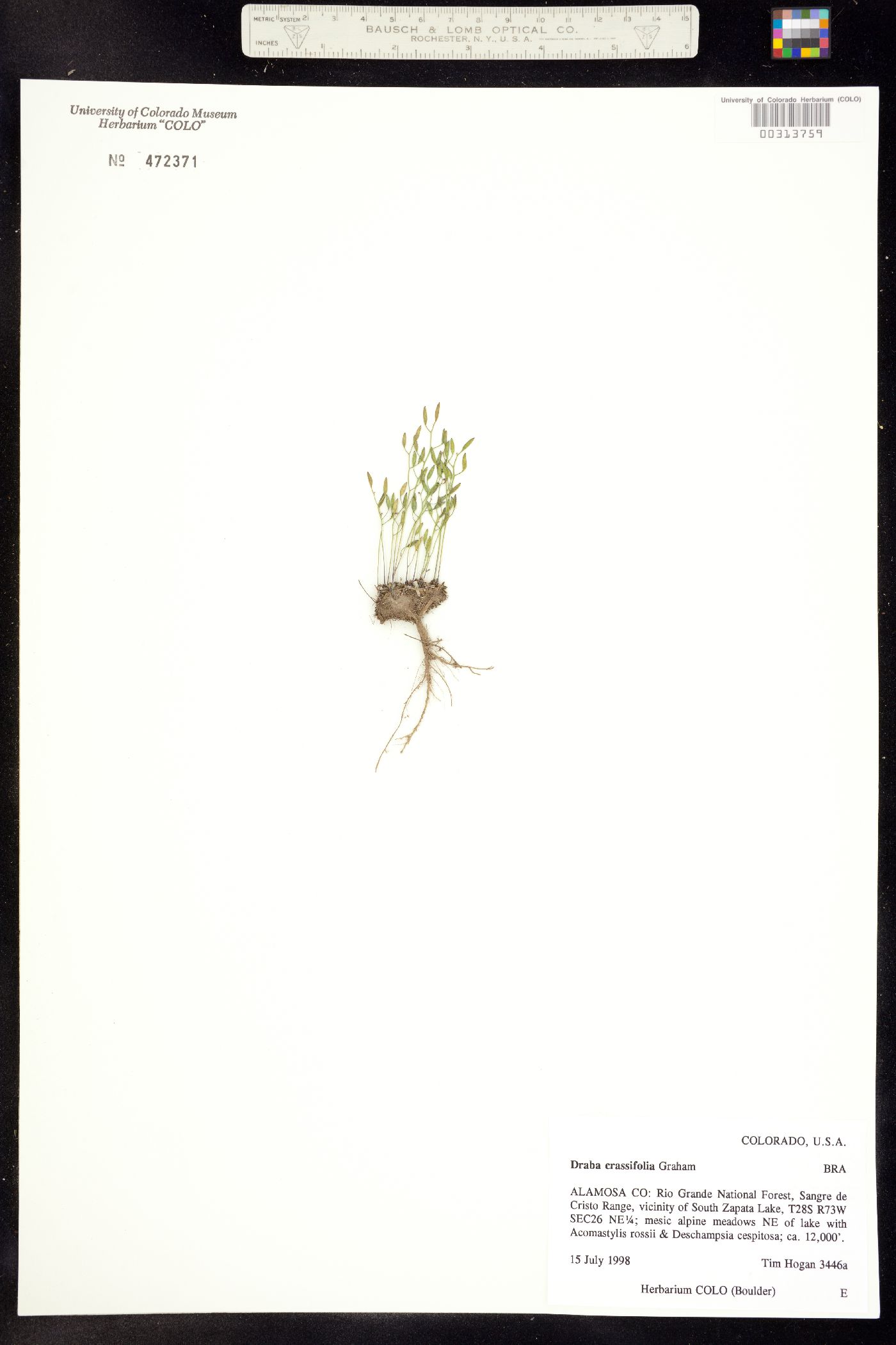 Draba crassifolia image