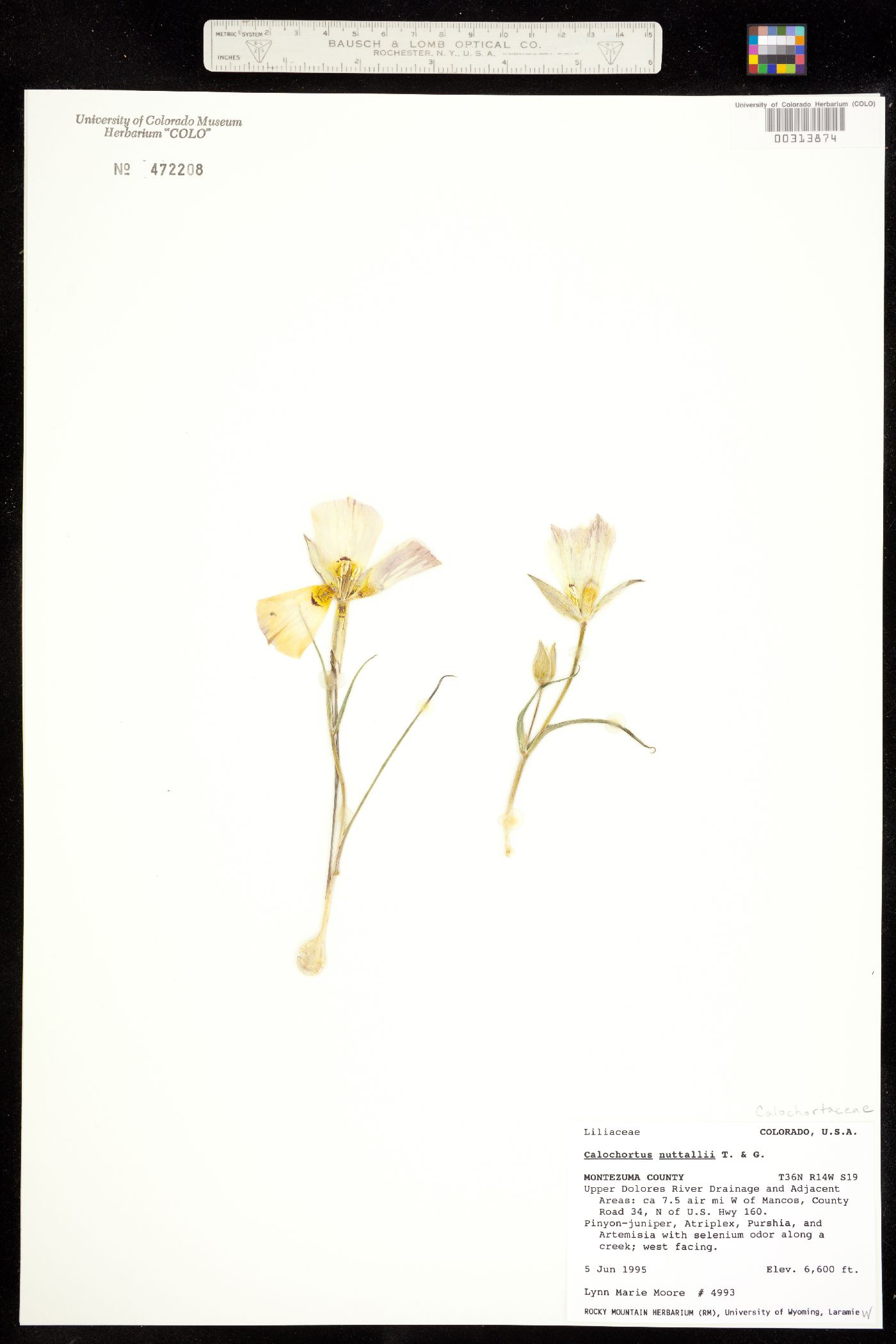 Calochortus nuttallii image