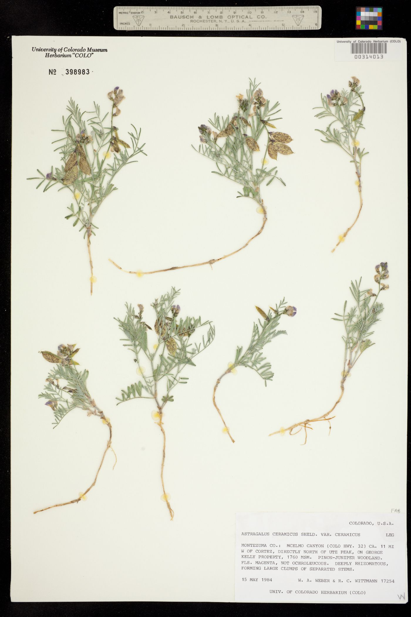 Astragalus ceramicus var. ceramicus image