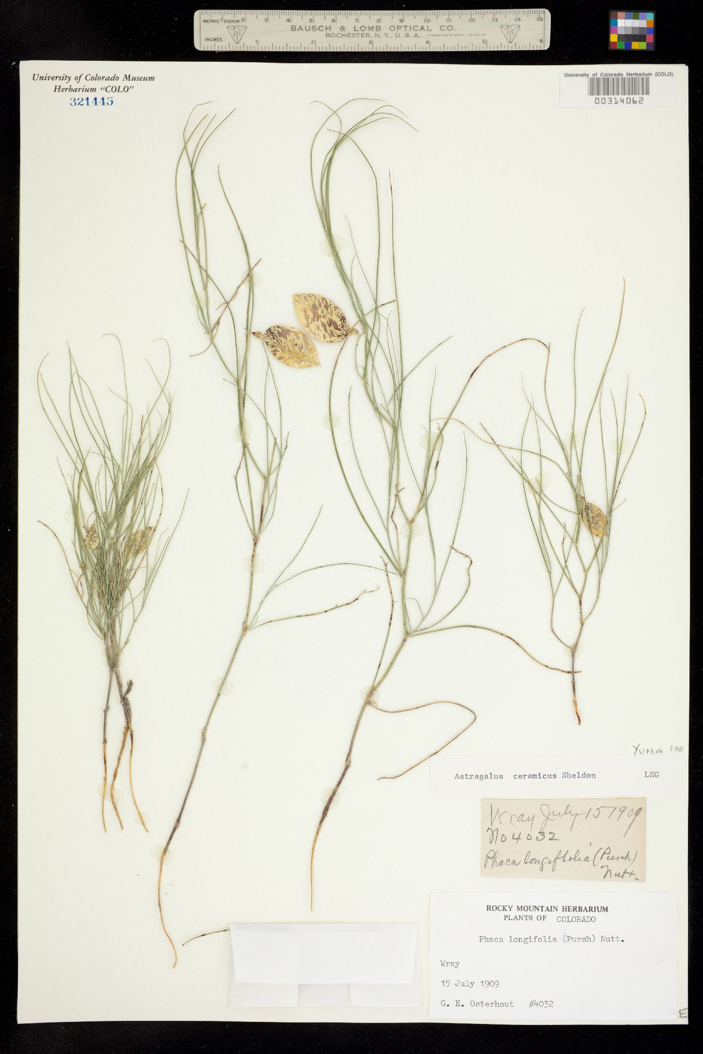 Astragalus ceramicus var. filifolius image