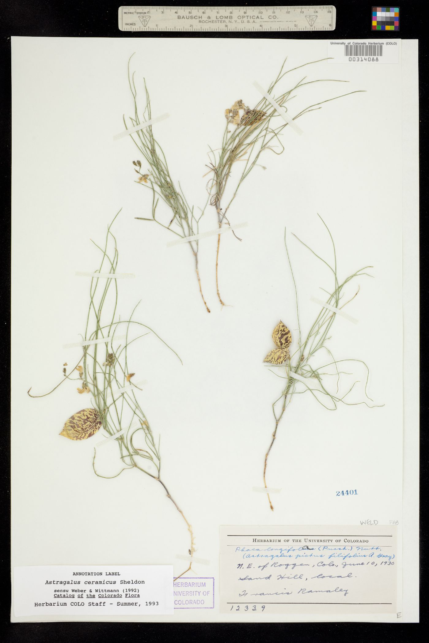 Astragalus ceramicus image