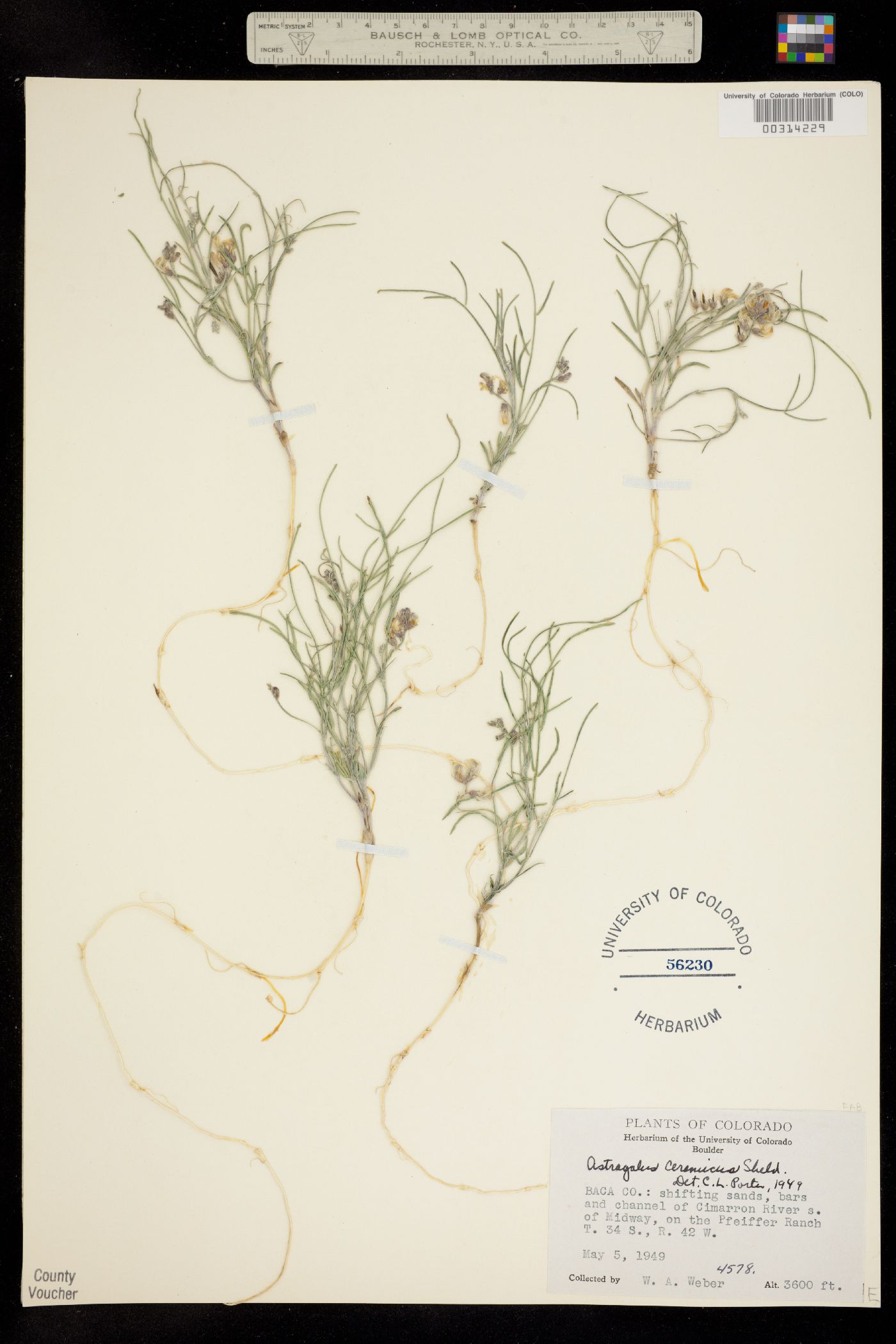 Astragalus ceramicus var. filifolius image