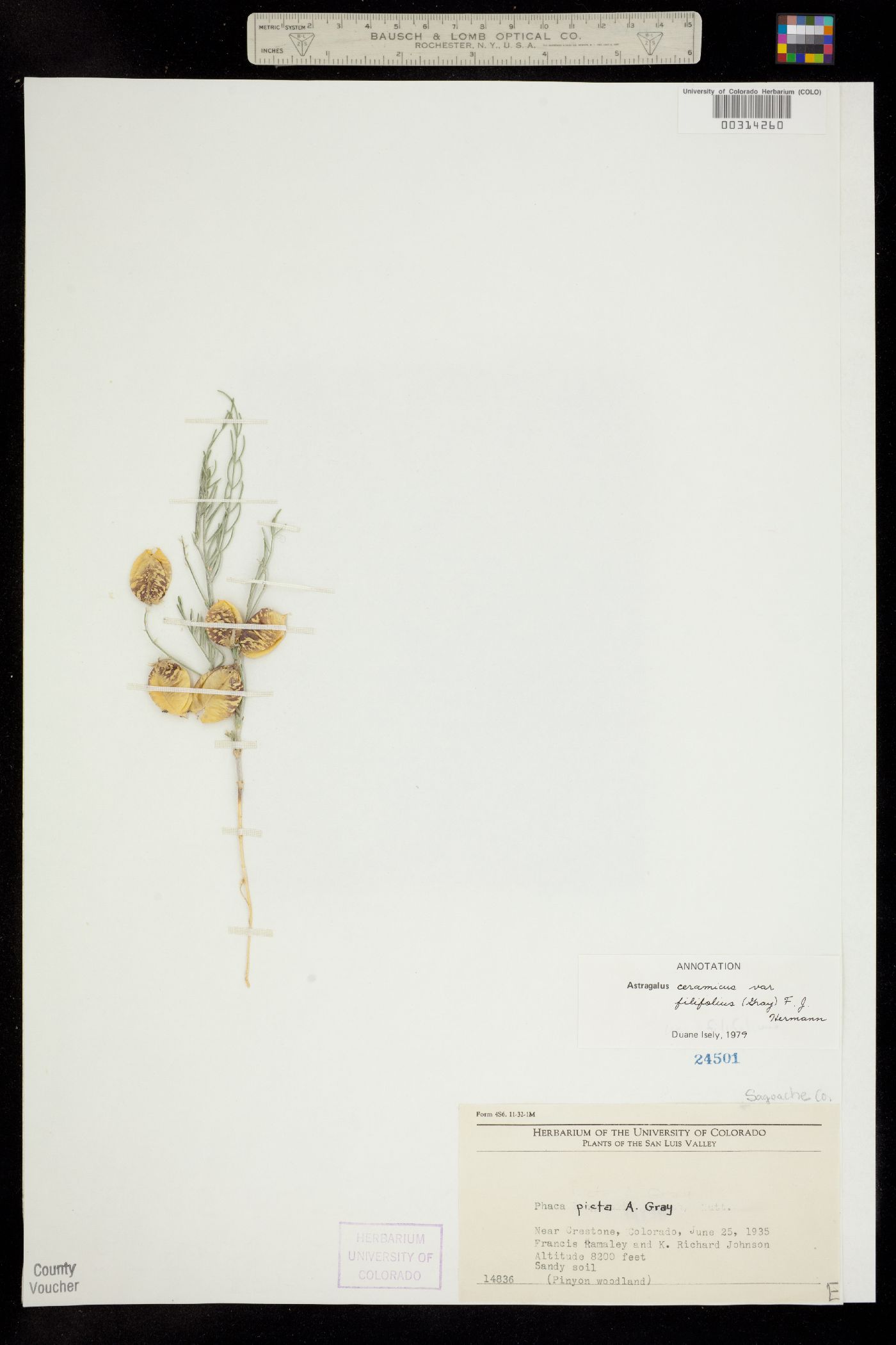 Astragalus ceramicus var. filifolius image