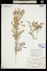 Astragalus cerussatus image